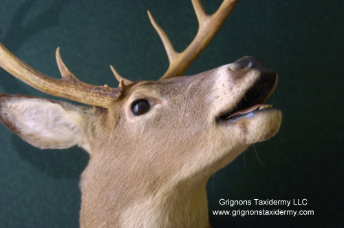 grignons taxidermy studio 